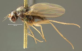 Media type: image;   Entomology 13013 Aspect: habitus lateral view